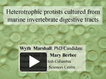 PPT – Heterotrophic protists cultured from marine invertebrate ...