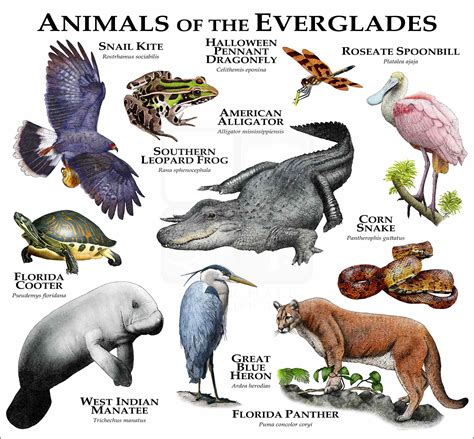 Animals of the Florida Everglades Poster Print - inkart