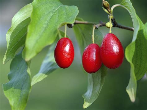 tree with small red berries in fall - Jesus Redman