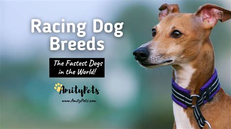 Racing Dog Breeds [the fastest dogs in the world, with pictures ...