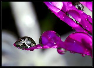 teeny-tiny snow globe | The refractions of a clematis bloom … | Flickr