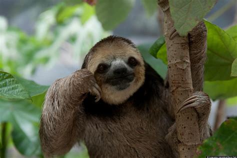 PsBattle: Sloth resting head in hand. : r/photoshopbattles