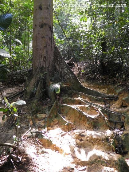 Hiking Ayer Hitam Forest Reserve, Puchong Hill, Selangor, Malaysia