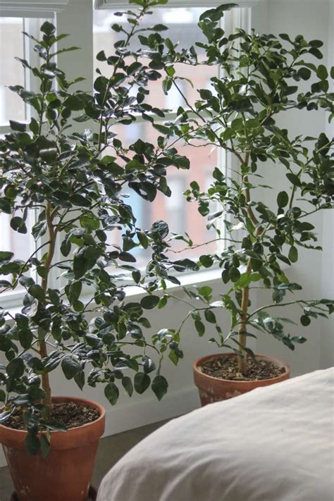 14 Things Nobody Tells You About Indoor Citrus Trees - Gardenista