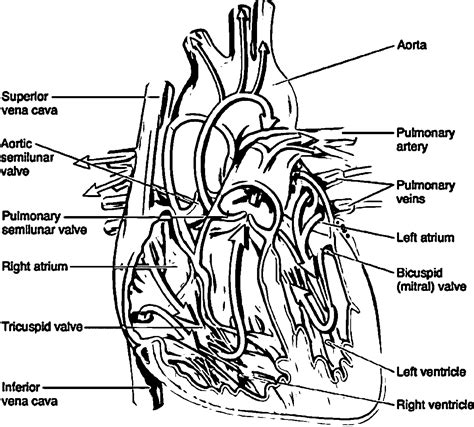 Anatomy Coloring Pages Heart | Printable Heart Anatomy Coloring Pages