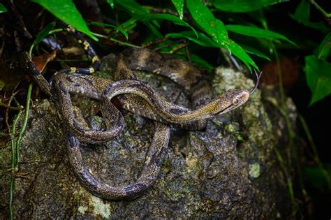 Dog-toothed cat snake (Boiga cynodon)