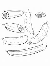 Cucumber Coloring Pages  Best For Kids sketch template
