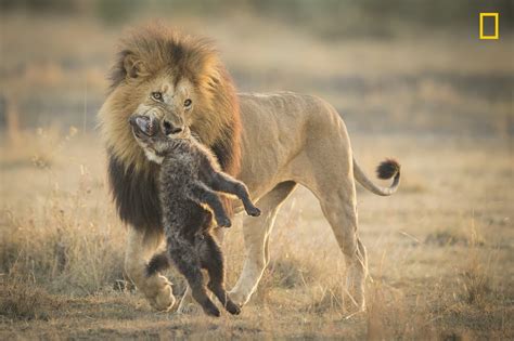 Lions [quarrel] | 2017 National Geographic Nature Photography Contest ...