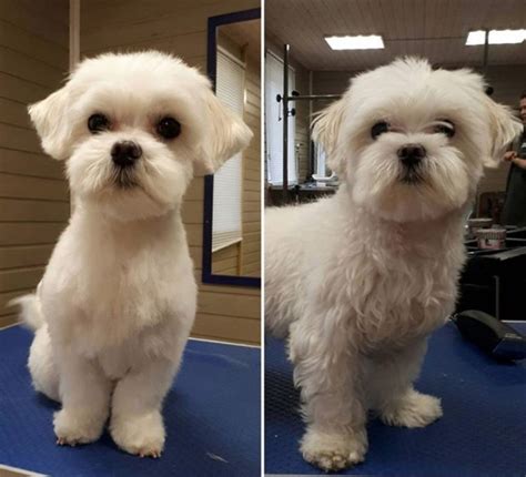 30 Best Maltese Haircuts for Dog Lovers