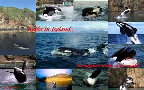 Keiko, the Orca in Iceland by Snapelove14 on DeviantArt