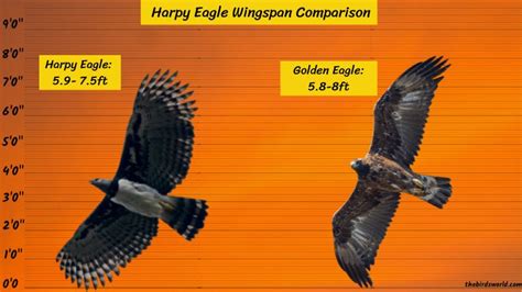 Harpy Eagle Wingspan: How Does It Compare With Others?