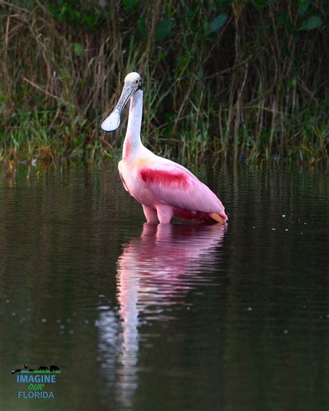 Roseate Spoonbill | Imagine Our Florida, Inc