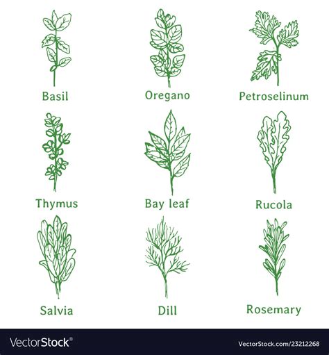 Herbs sketch Royalty Free Vector Image - VectorStock