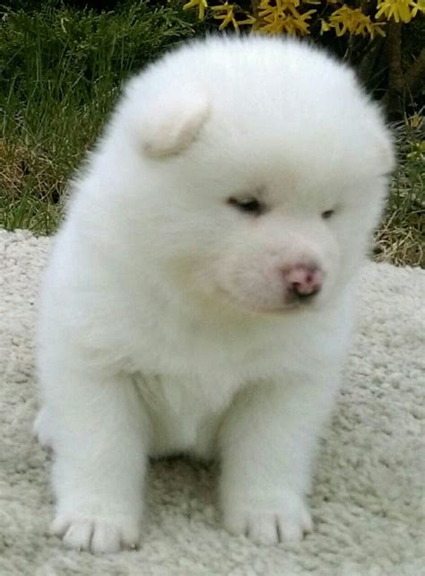 White akita puppies | Akita puppies, Puppies, Akita dog