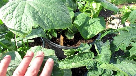 5 Reasons for Cucumber Leaves Curling - Read A Topic Today