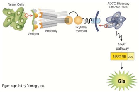 Mechanism of Promega ADCC reporter gene assay (RGA) | Download Scientific Diagram