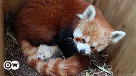 Rare red panda cub born in eastern German zoo – DW – 06/30/2019