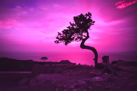 Download Pink Sky Greece Landscape Dusk Nature Purple Twisted Tree HD Wallpaper