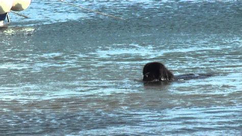 NEWFOUNDLAND DOG SWIMMING IN THE SEA - YouTube