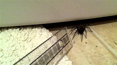 Giant House Spider Black