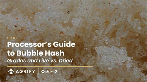 Processor’s Guide to Bubble Hash: Grades and Live vs. Dried