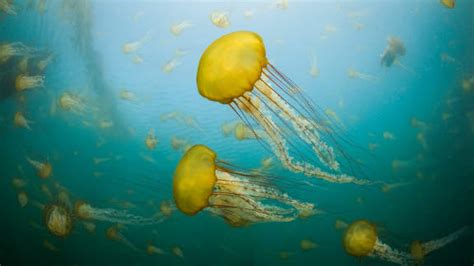 Bing image: Pacific sea nettles off the coast of Carmel, California ...