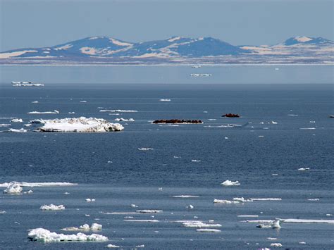 Female and young walruses depend on disappearing Arctic sea ice for ...