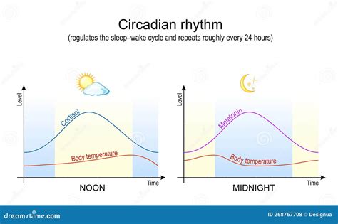 Circadian Rhythm. Body Temperature, Cortisol And Melatonin Vector ...