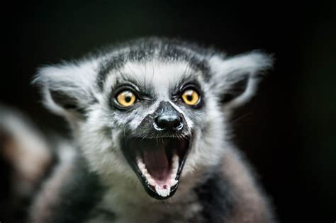 Happy Lemur | Lemur, Animals, Funny animals