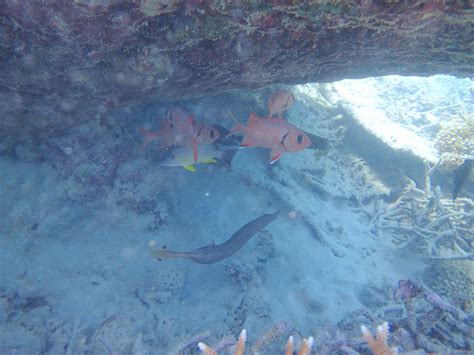 Snorkeling in Blue Bay Marine Park | Snorkeling in Mauritius