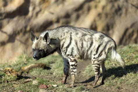 striped hyenas - Google Search | Fossas