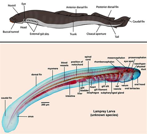 Lampreys - Encyclopedia of Arkansas