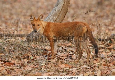 Indian Wild Dog Pose Nature Habitat Stock Photo 504701908 | Shutterstock