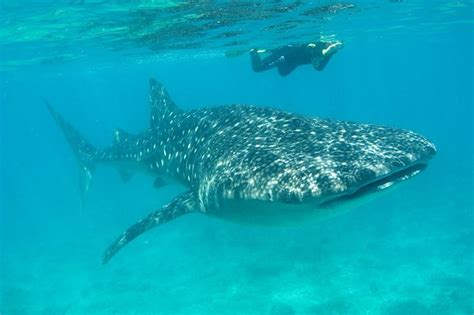 Isla Holbox Whale Shark and Snorkeling Adventure with Ceviche 2024