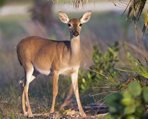 These Animals are Disappearing from North American Forests - Arbor Day Blog