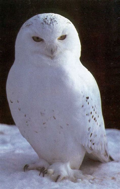 Civetta | Owl | Pinterest