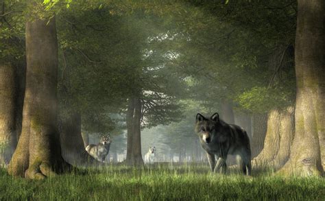 Wolves in the Forest by deskridge on DeviantArt