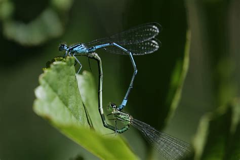 Damsel flies | The air was alive with damselflies at Lopham … | Flickr