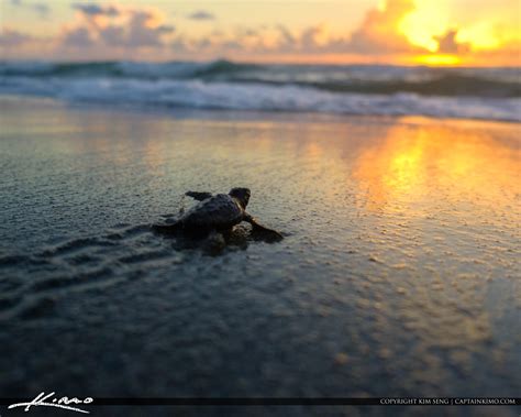 Baby Sea Turtle Sunrise Off to Ocean | HDR Photography by Captain Kimo