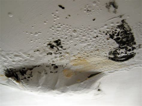 Black Mold Removal How Toxic Is Penicillium Mold