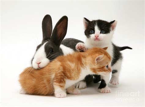 Kittens And Rabbit Photograph by Jane Burton - Fine Art America