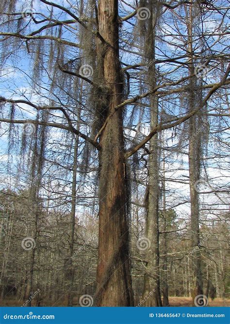 Cypress stock image. Image of louisiana, moss, hanging - 136465647