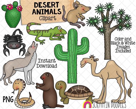 Animal clipart, Desert animals, Clip art