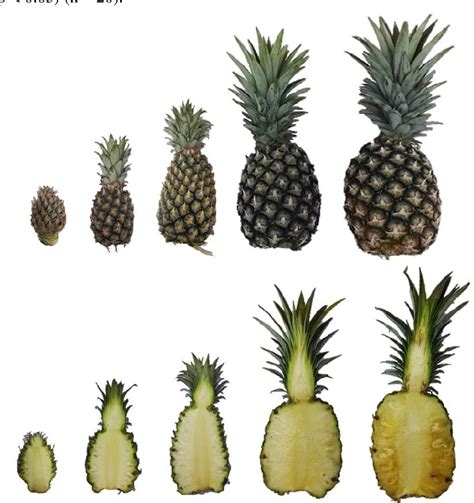 [PDF] Physiochemical Changes during Growth and Development of Pineapple ...