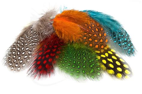 Guinea Fowl Feathers