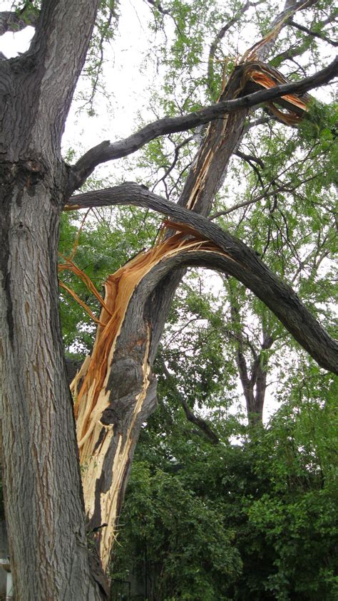 Gallery: Lightning Strikes Tree in Twin Falls Backyard | Southern Idaho ...