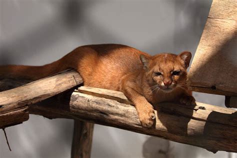 Jaguarundi | Jaguarundi Conservation