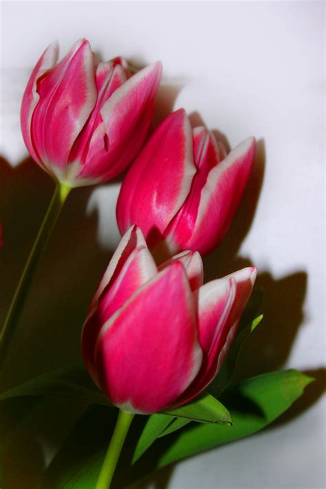 Tulips Free Stock Photo - Public Domain Pictures