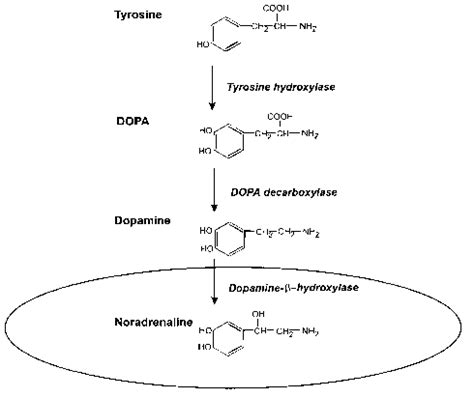 Epinephrine Synthesis Pathway