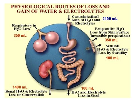 BODY WATER DISTRIBUTION Total body water 55 60